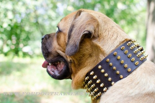 Cane Corso Niten Halsband aus Leder kaufen